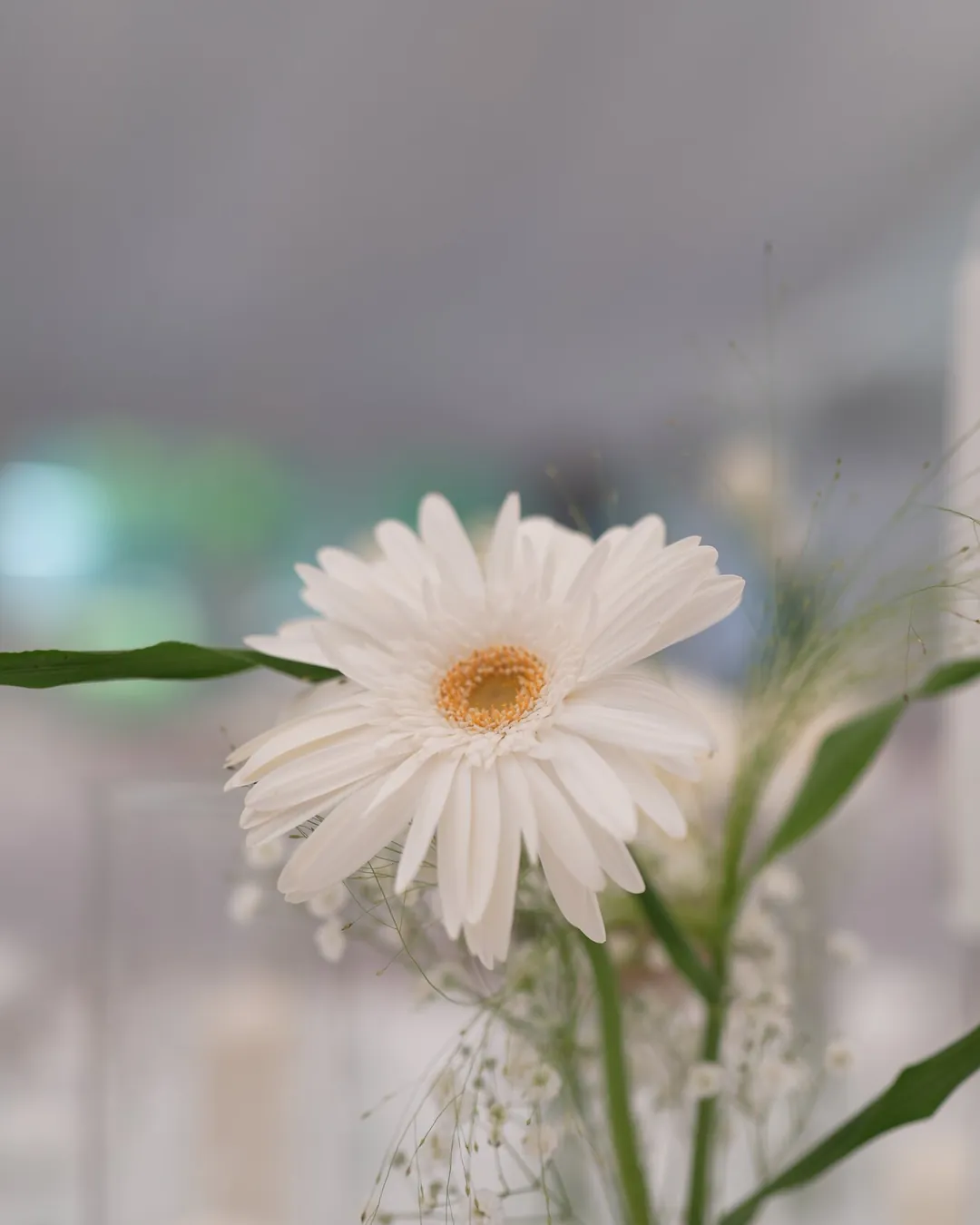 A white gerbera with a gypsophila plant, the interior of a white pavilion blurred in the background