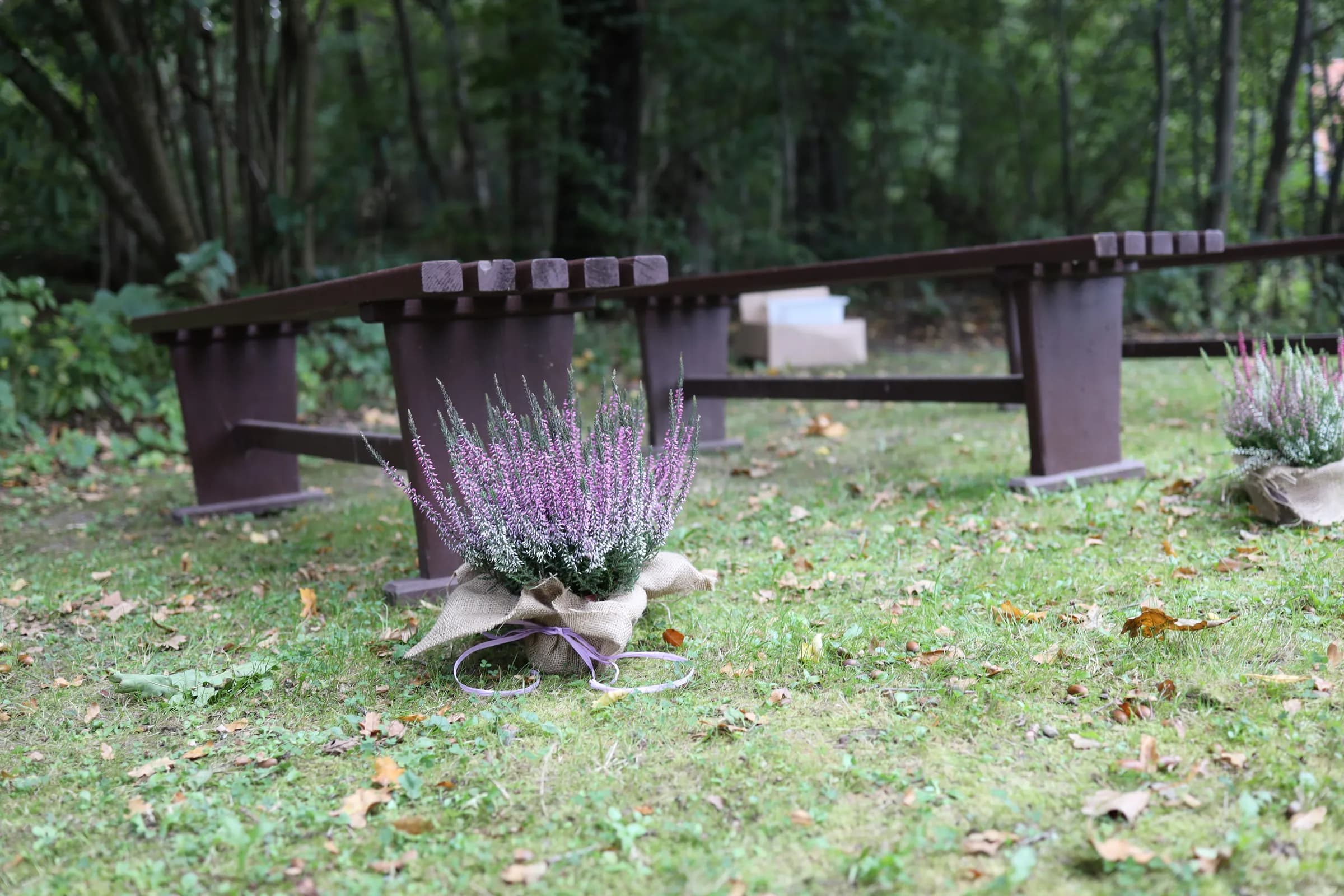 Heather in a jute casing placed next to a wooden bench on the grass in the garden, more benches and flower pots in the background