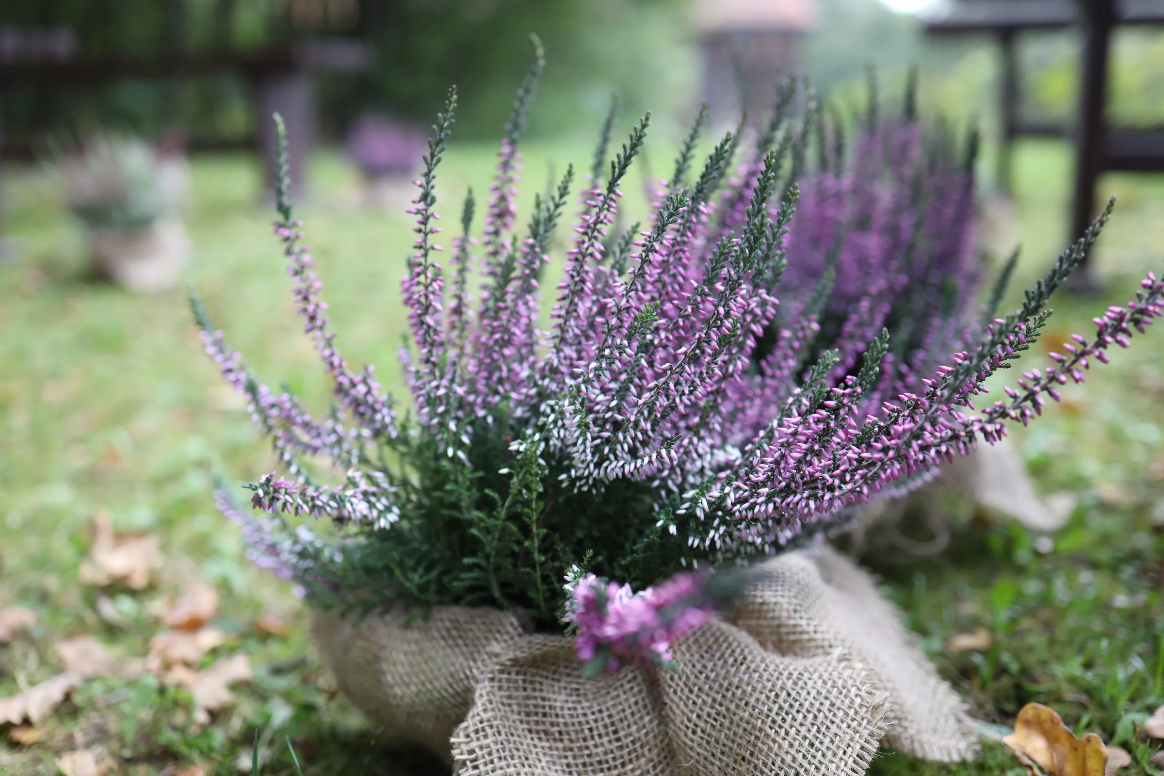Blooming heather in a jute cover on the grass among fallen leaves, blurry benches and more flowerpots in the background