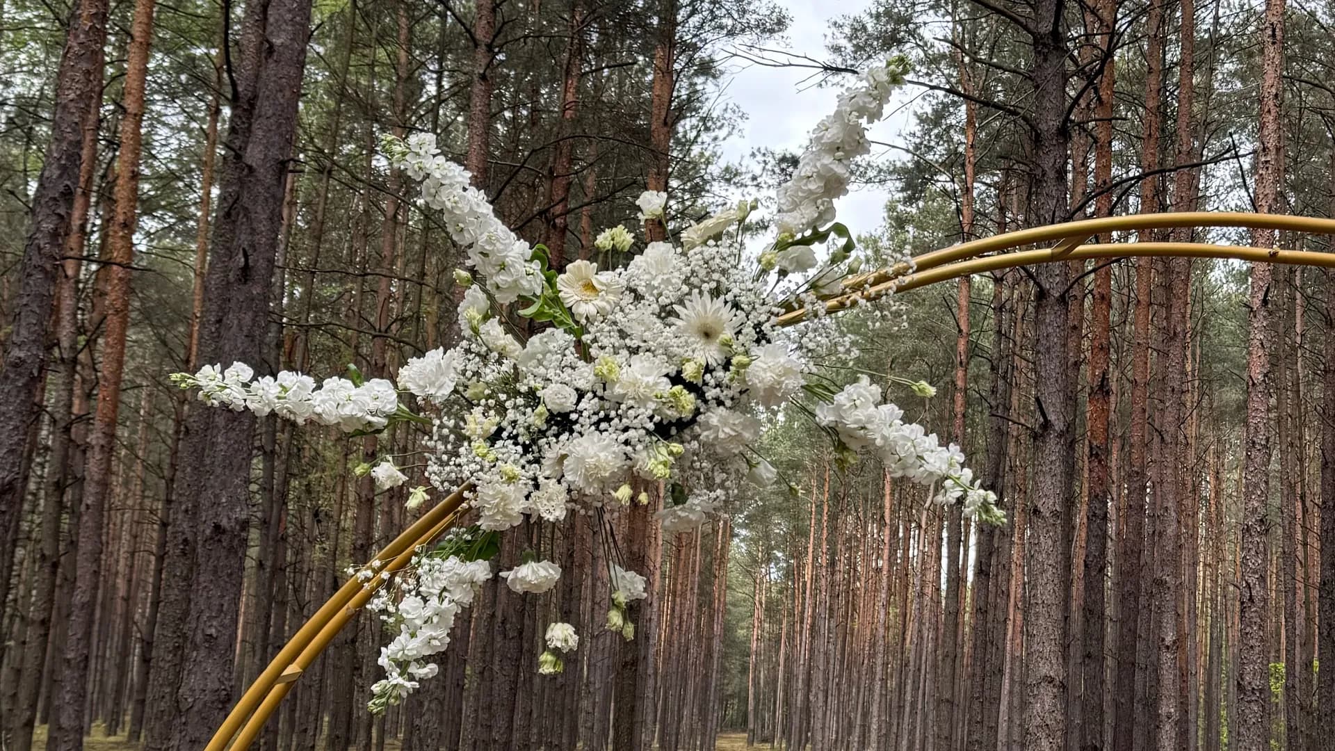 White composition of gerberas, carnations and gypsophila with long floral shoots on the golden rim of the arch, against the background of pine trees