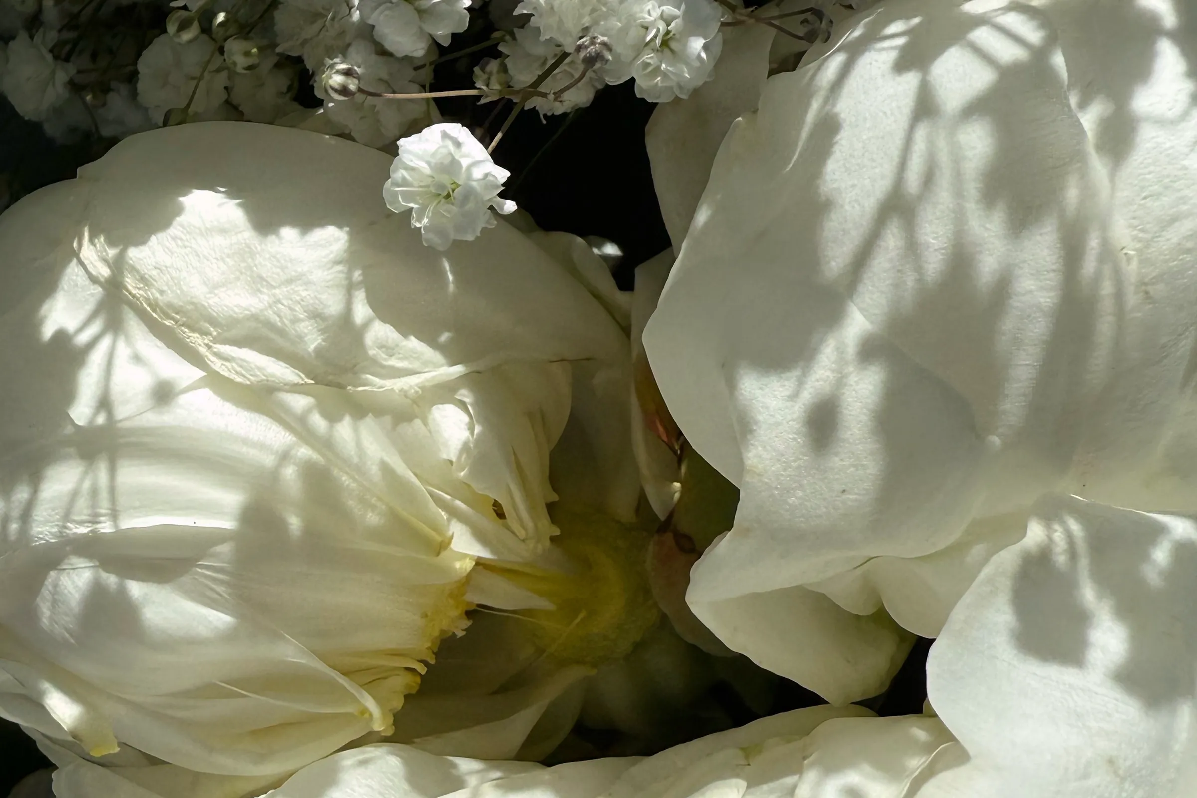 White peonies with gypsophila in the morning sun, with soft shadows of the twigs on the petals