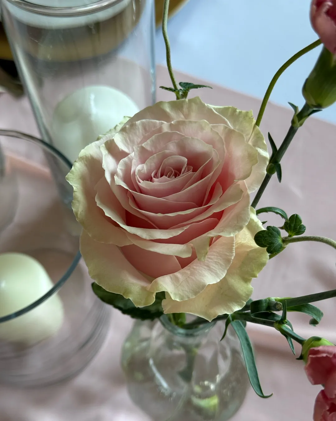 A powder rose close-up in a glass vase on a pink tablecloth, a white candle in a glass cylinder next to it